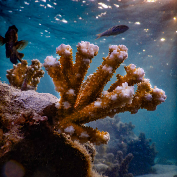L’importance du corail